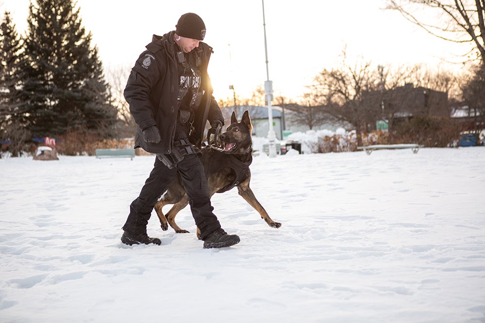 A police officer walks with through a snowy park with a dog from the K-9 units as the dog looks up at the officer