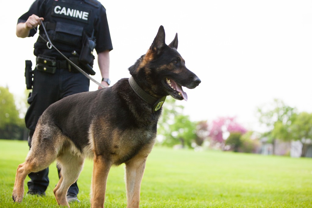 A Peterborough Police Service K9 officer walking his K9 partner Wolfe. 